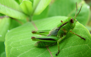 Green insect leaf sunshine macro - free nature wallpaper