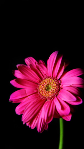 Pink flower black background green 2 - a dark background free wallpaper