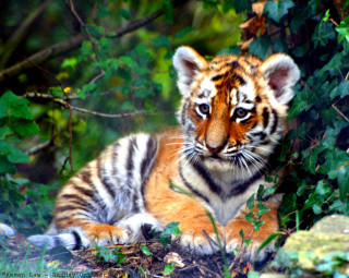 Tiger cub sitting grass near - a sad look free wallpaper