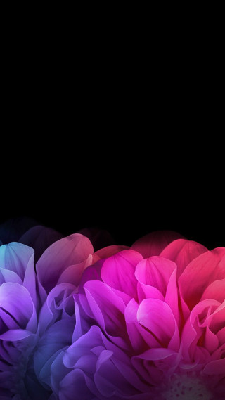 Blue rose bouquet hydrangea pink - a white border free wallpaper