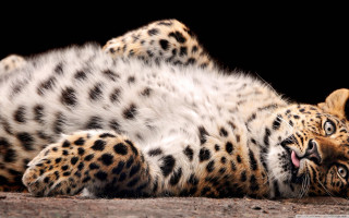Leopard laying back mouth open - wide free wallpaper