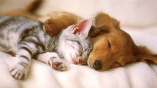 Dog cat sleeping together on 3 - a bed together free wallpaper