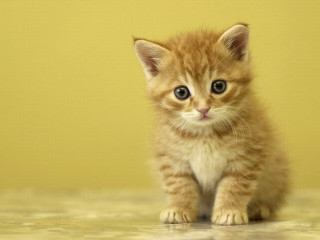 Kitten big blue eye serious - a small kitten free wallpaper