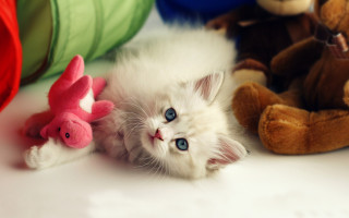 Kitten stuffed animal table bear - stuffed free wallpaper