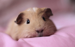Hamster brown white curious blanket 2 - curious free wallpaper