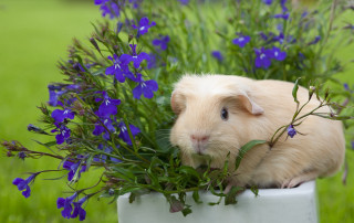 Small rodent flower pot purple - a small rodent free wallpaper