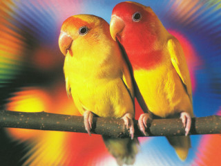 Yellow red birds branch colorful - a branch together free wallpaper