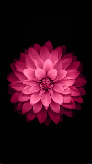 Pink flower white center digital - the dark background free wallpaper