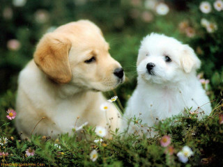Puppies sitting field flowers grass - tachisme free wallpaper