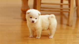 Small white dog wooden floor 6 - chang daichien free wallpaper