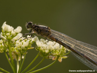 Dragonfly flower wings spread out - its wing free wallpaper