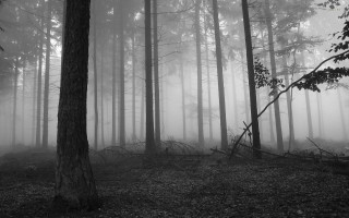 Black white forest fog trees - a few branch free wallpaper