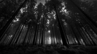 Black white forest tall trees 4 - tall tree free wallpaper
