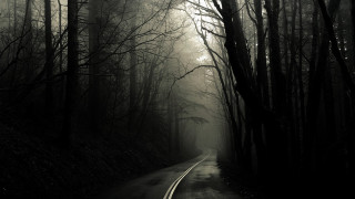 Forest road fog trees nature - dark atmosphere free wallpaper