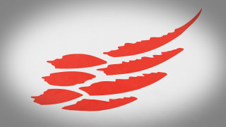 Red flower leaves white background - a red flower free wallpaper