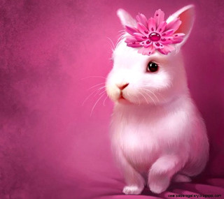 White rabbit pink flower hair - funny free wallpaper