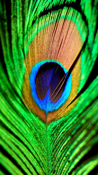 Peacock feathers closeup bright colors 2 - vivid free wallpaper