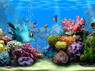 Colorful coral reef fish marine - a blue sky and water free wallpaper