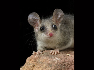Small mouse rock black background - an illustration free wallpaper