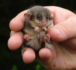 Small animal hand blurry background - free animals wallpaper