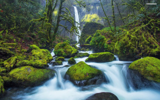 Stream lush green forest rocks - a stream free wallpaper