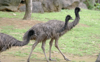 Ostriches walking grassy area tree - a grassy area next free wallpaper