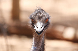 Ostrich large head long neck - primitivism free wallpaper