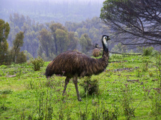 Ostrich walking field trees background - australian tonalism free wallpaper for desktop