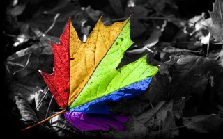 Colorful leaf ground dark nature - a white border free wallpaper