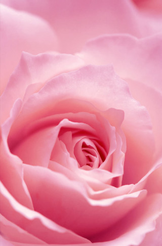 Pink rose closeup photorealistic flower - cindy wright free wallpaper