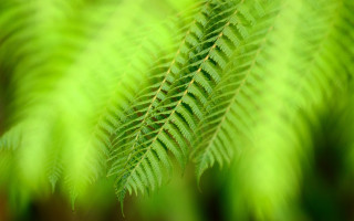 Green leaf macro blurry background 4 - a blurry background of leaves free wallpaper
