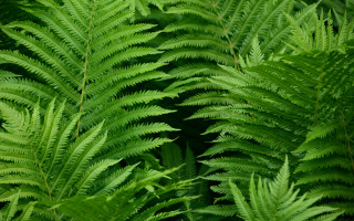 Green plant closeup leaves red - lot of leaves free wallpaper