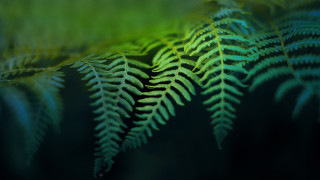 Fern closeup blurry background green - naturalism free wallpaper
