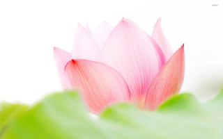 Pink flower green leaves white - chang daichien free wallpaper