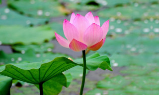Pink lotus water lilies green - a pond of water lilies free wallpaper