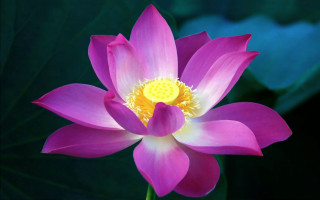 Pink flower yellow center lily 2 - the background free wallpaper