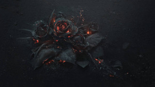 Flowers ground fire water nature - rose free wallpaper