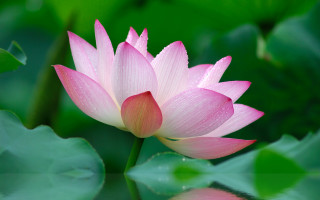 Pink flower water droplets pond - a pond of water lilies free wallpaper