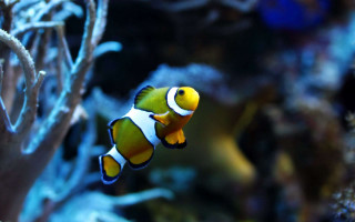 Clown fish aquarium corals sea - coral free wallpaper