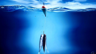 Fish hook red water boat - a fish free wallpaper