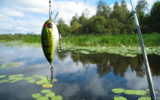 Fish caught fishing rod pond 2 - lily pad free wallpaper