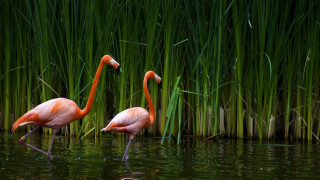 Flamingos standing water tall grass - impressionist free wallpaper
