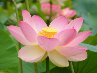 Pink flower yellow center green 5 - yellow center free wallpaper