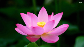 Pink lily pond flowers blurry - simple form free wallpaper
