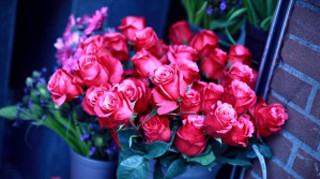 Red roses blue vase brick - red rose free wallpaper