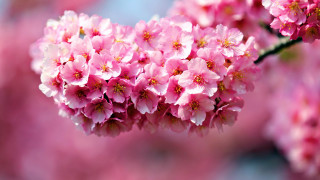 Pink flower cherry blossoms macro - a pink flower free wallpaper for desktop