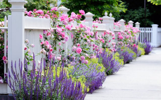 Flowers white fence sidewalk residential - a white fence free wallpaper