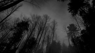 Dark forest tall trees fog 4 - thin free wallpaper