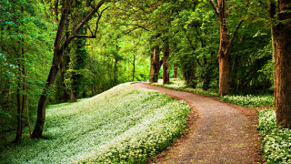 Forest path flower bench fence - a path free wallpaper