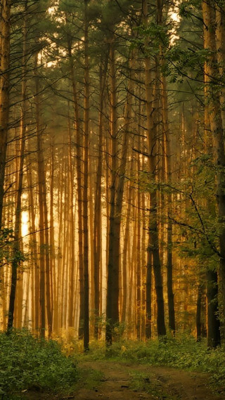 Forest path tall trees grass - tall free wallpaper